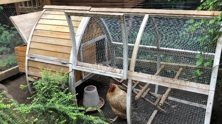 Chicken coop door seen at Suzie Sparrowhawk's