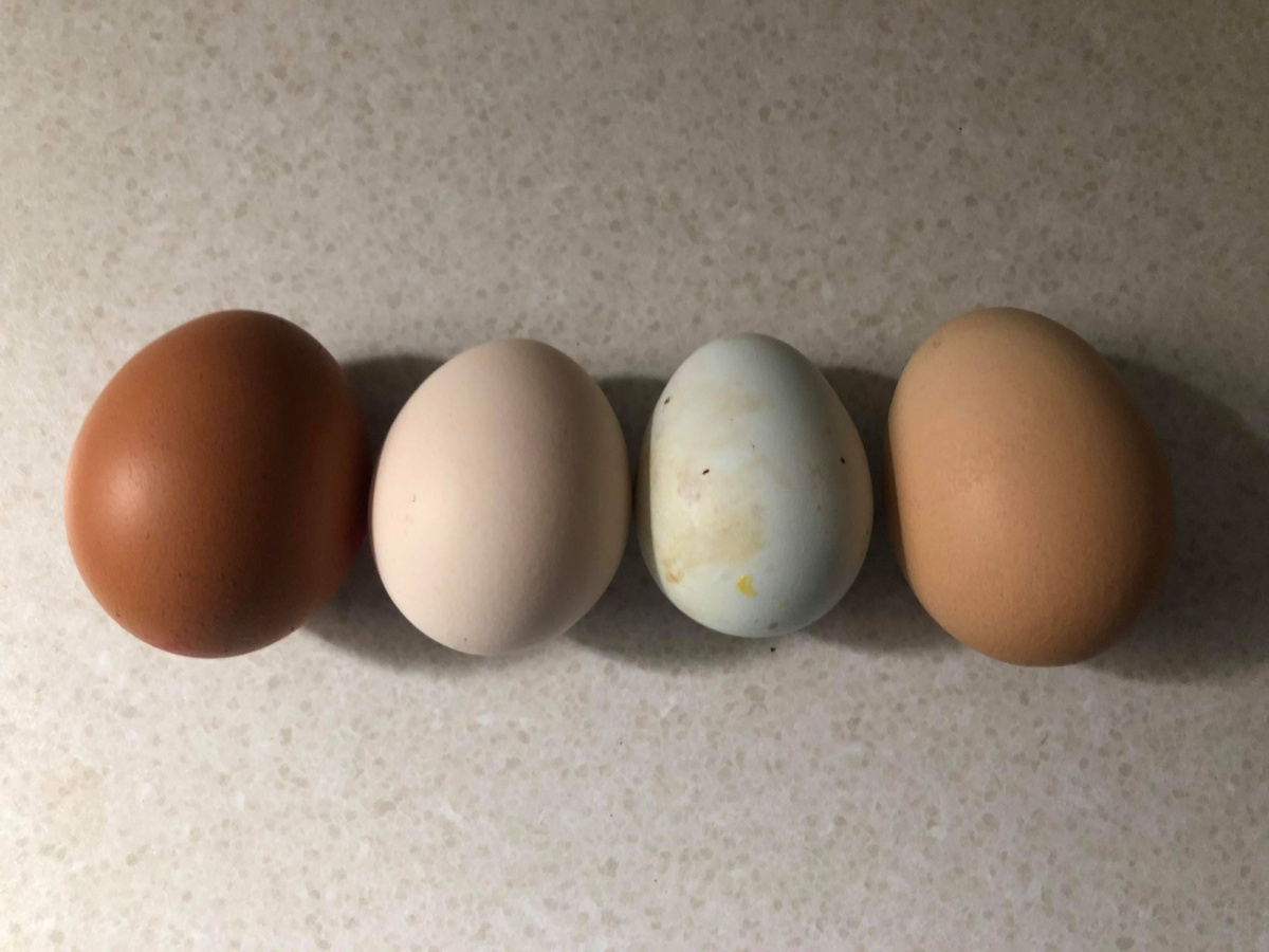 Egg types