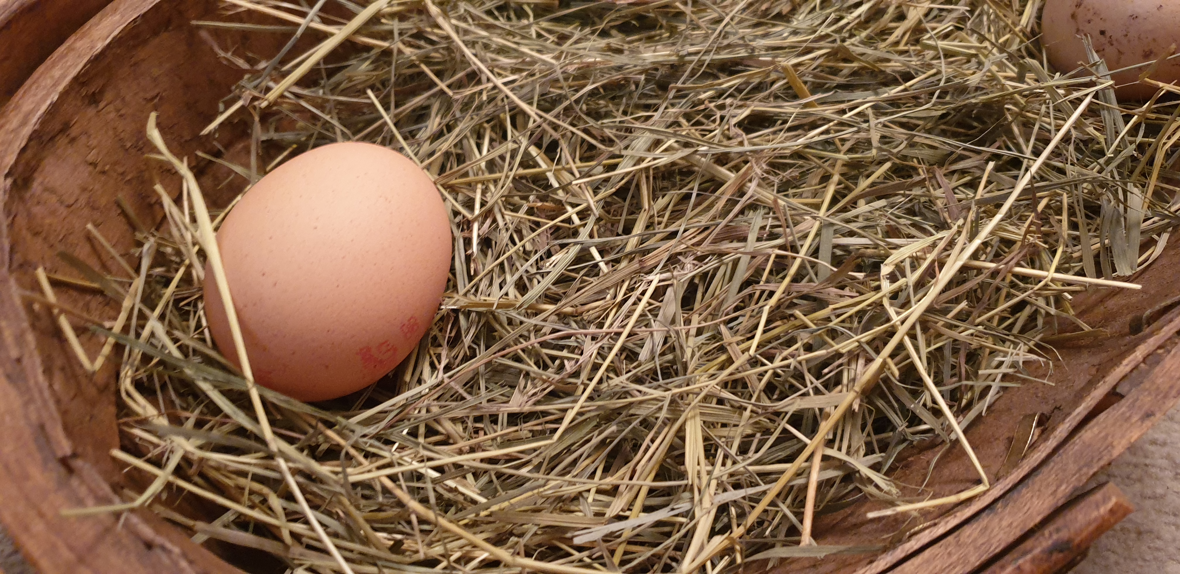 Egg classification results