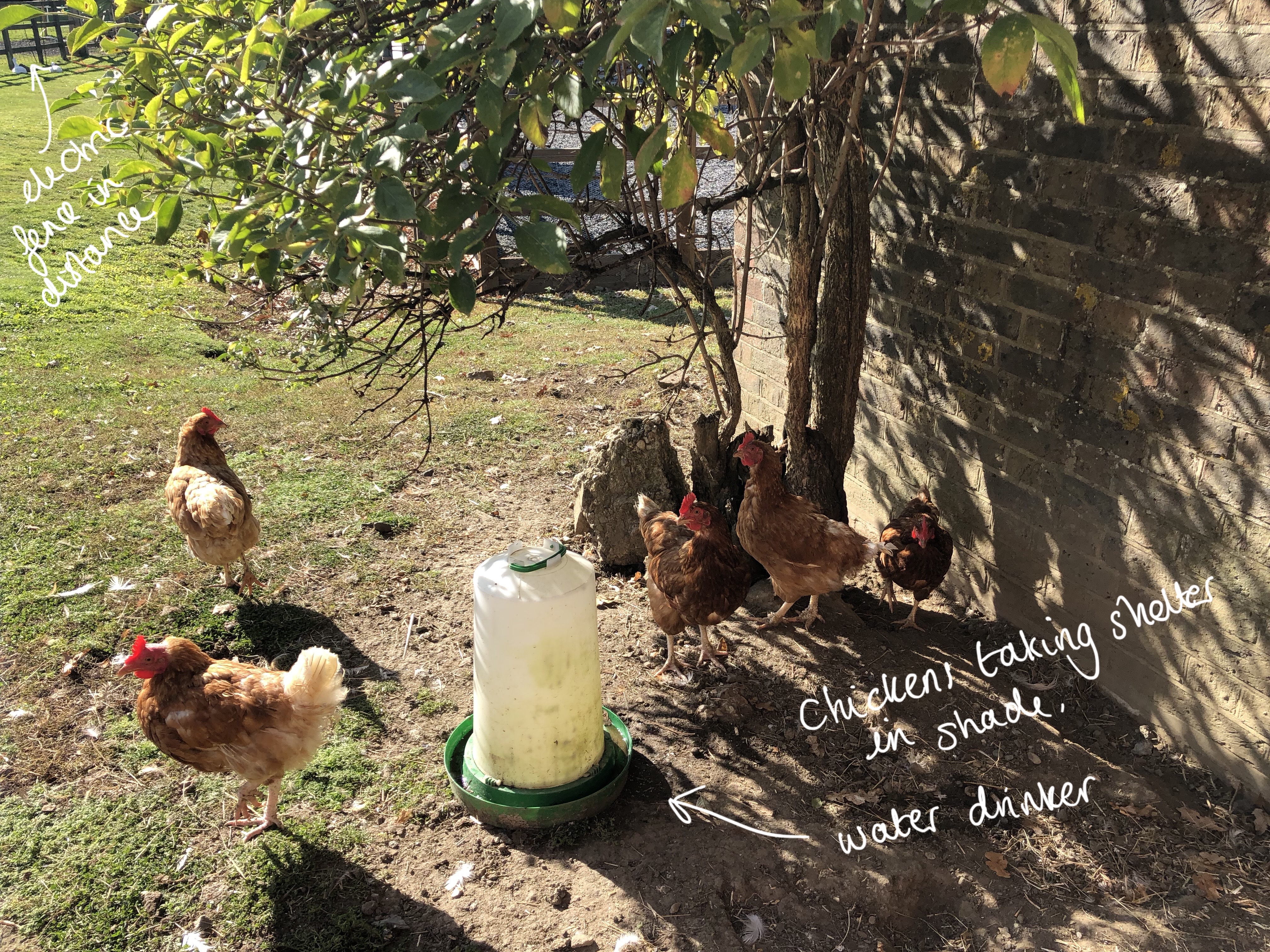 chickens taking shelter